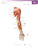Sobotta Atlas of Human Anatomy  Head,Neck,Upper Limb Volume1 2006, page 188